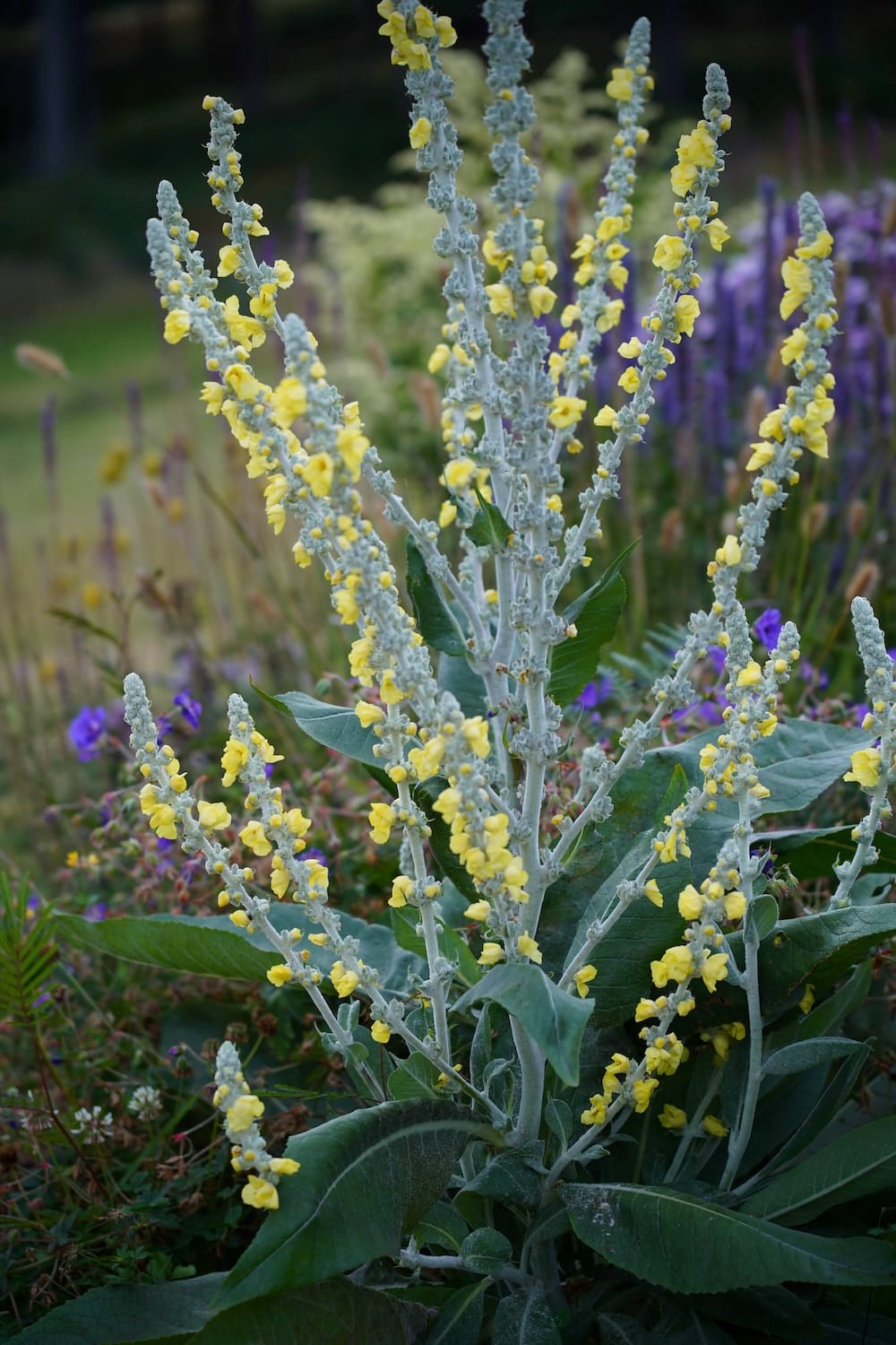 Verbascum bombyciferum 'Polar Summer'