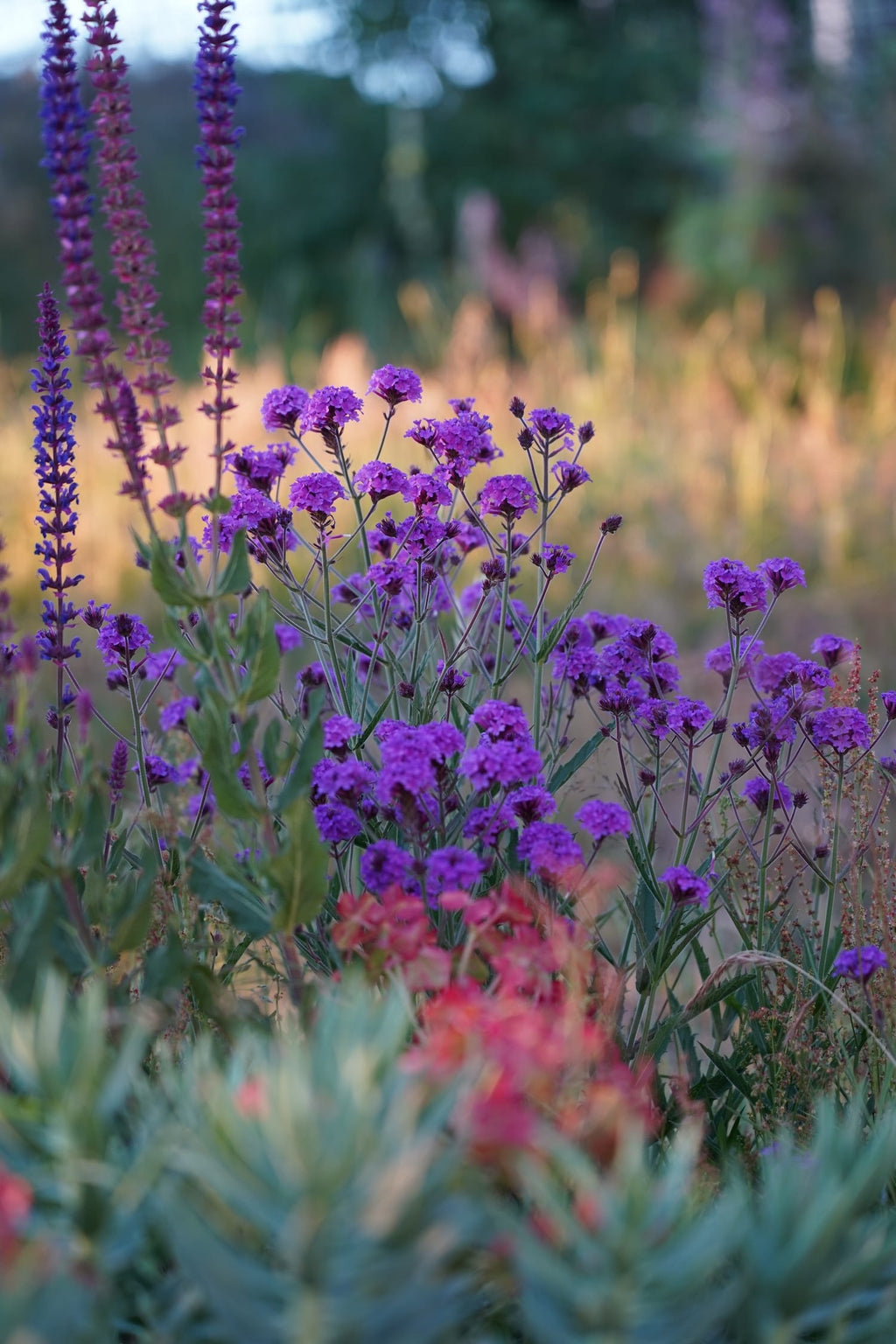Verbena rigida