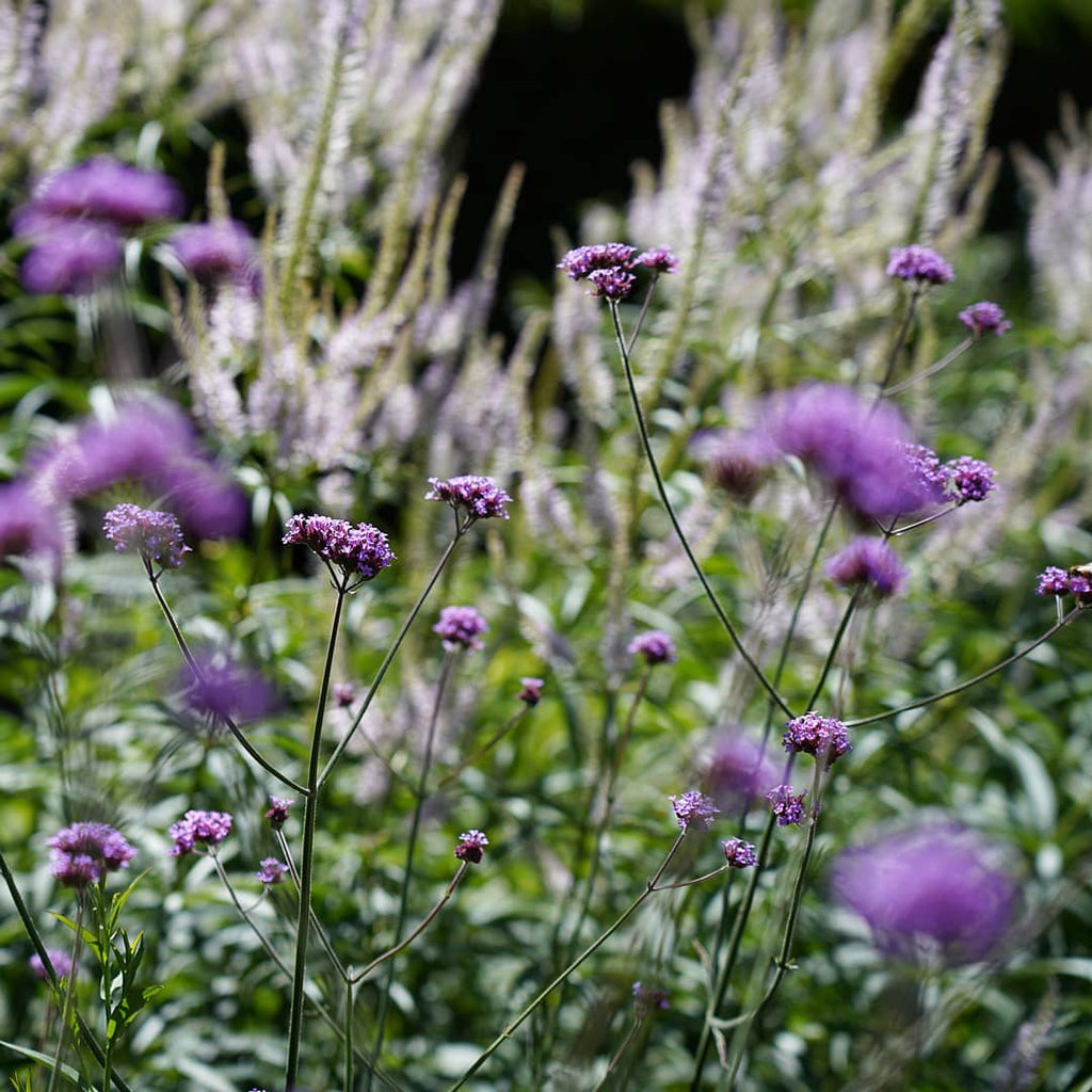 Verbena Bonariensis