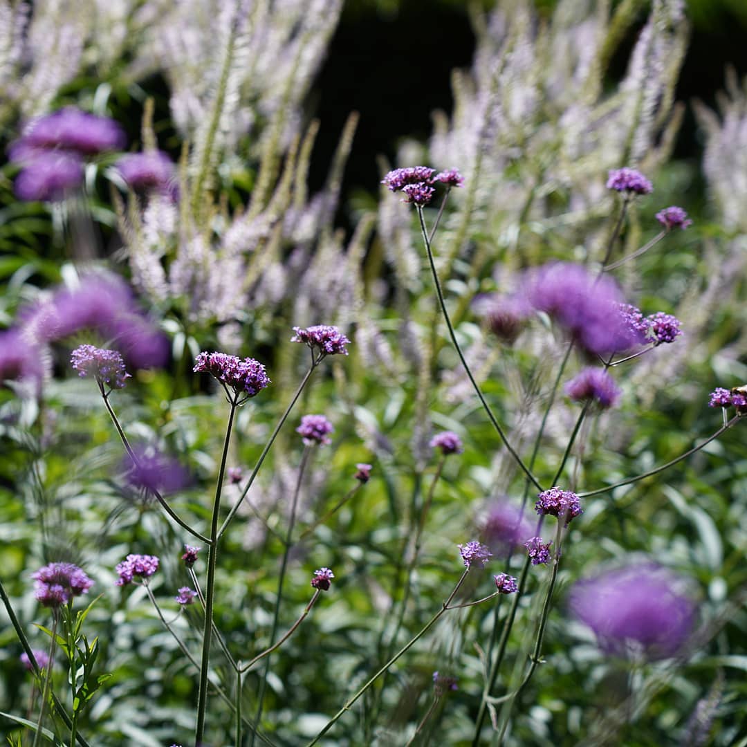 Verbena Bonariensis