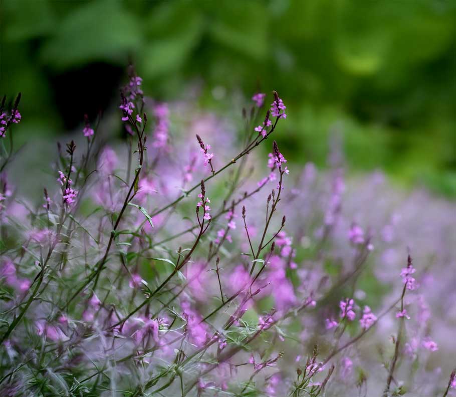 Verbena officinalis var. grandiflora 'Bampton'