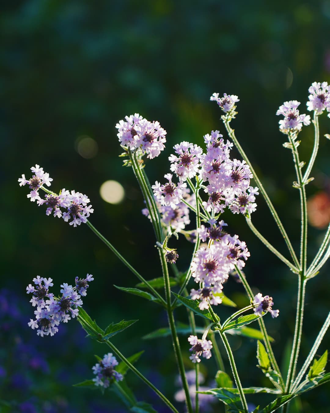 Verbena rigida f. lilacina 'Polaris'