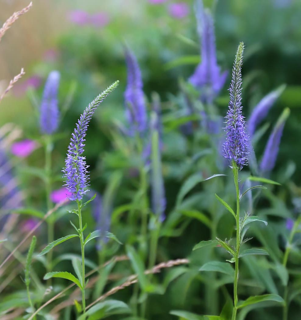 Veronica longifolia 'Blue Shades'