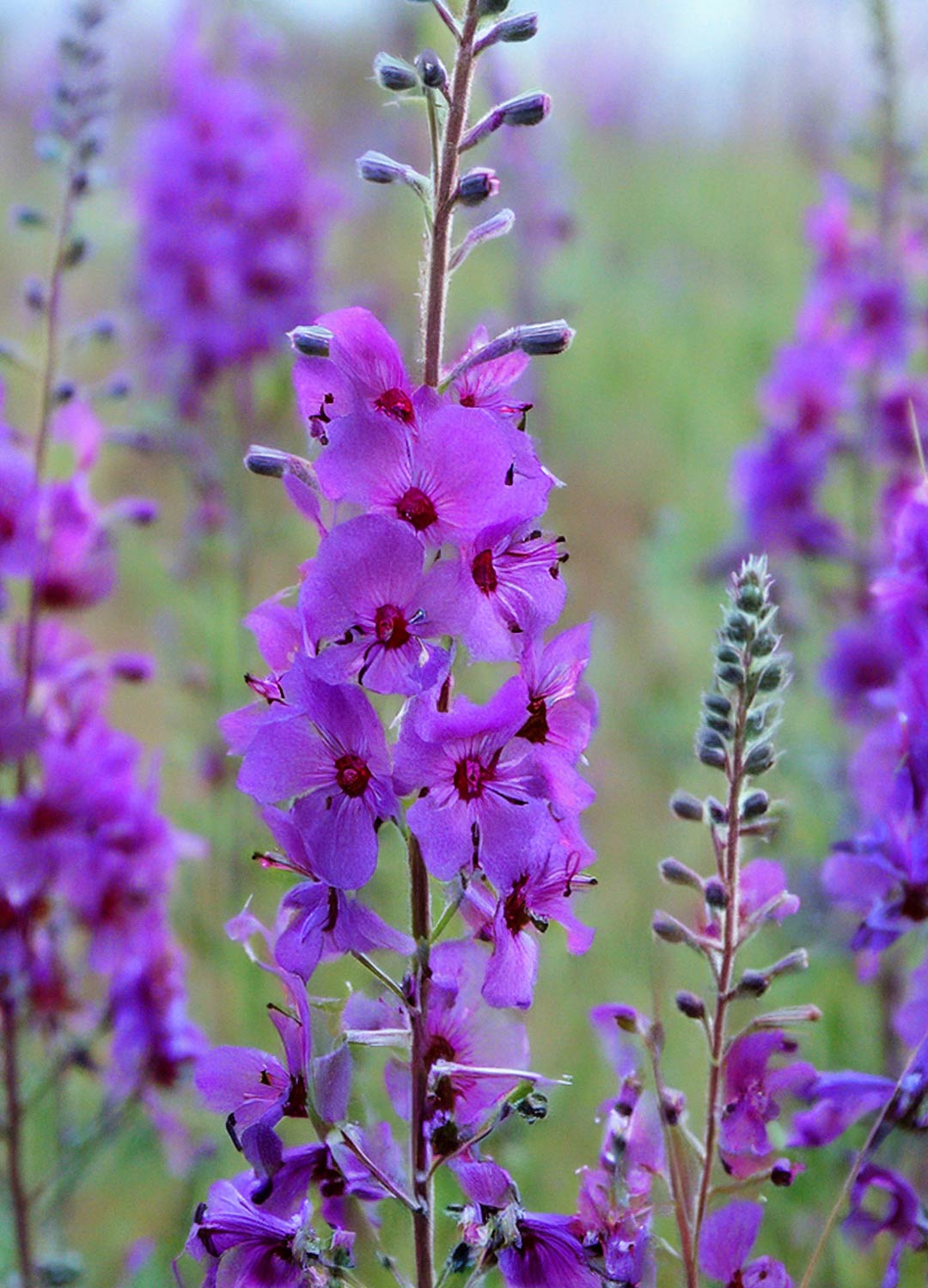 Verbascum phoeniceum 'Violetta'